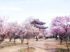 -梅花山(明孝陵内)
