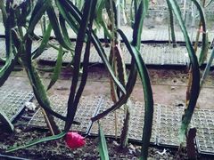 -万源龙顺度假庄园生态观光园