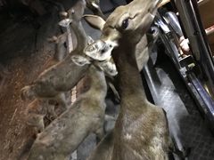 -清迈夜间动物园