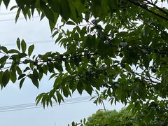 -佛手湖郊野公园