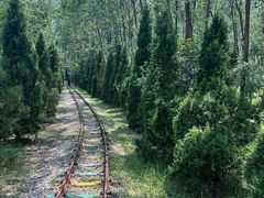 -合肥滨湖国家森林公园