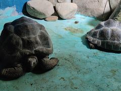 -泉州海丝野生动物世界