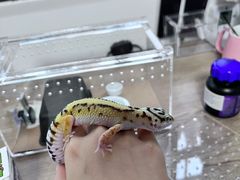 -酷以爬仙阁实体爬宠店·守宫·蜥蜴·专业繁育