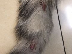 -菲丽丝宠物医院·24小时·猫科中心·免疫点(淮海分院)