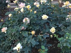 -人民公园(罗湖区)