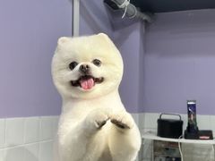 -Oh My Dog宠物沙龙(伊珊娜皮毛护理店)