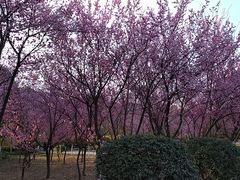 -宝鸡植物园