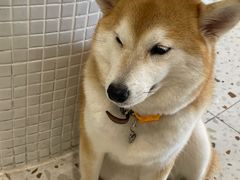 -柴务处·柴犬主题狗咖