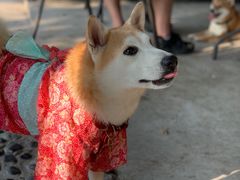 -柴犬高等学院·狗咖·柴犬售卖·宠物训练