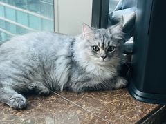 -瑞鹏宠物医院·骨科·猫科·内科(第一中心)