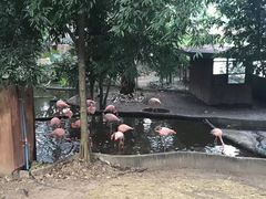 -清迈夜间动物园