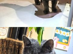 -豆逗聊愈猫阁Easy Life