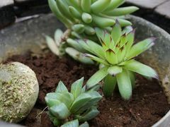 -一朵花事咖啡厅(山原色民宿店)
