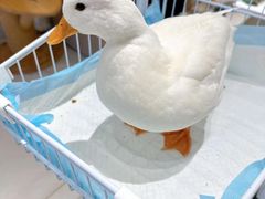 -怪兽屋·羊驼·猫咖·狗咖(俊华广场店)