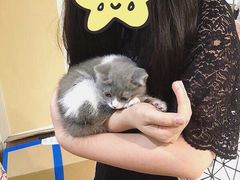 -70cat德文卷毛猫·缅因猫纯种猫舍