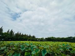 -上海长兴岛郊野公园