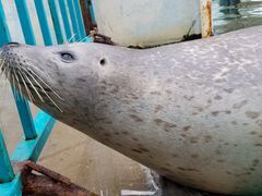 -北戴河圣蓝海洋公园