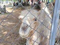 -长白岛森林公园