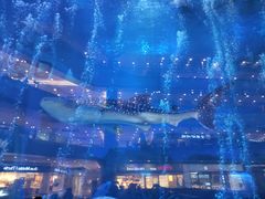 -成都浩海立方海洋公园