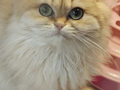 -猫十亿·布偶金渐层·曼基康矮脚猫舍(青年路店)