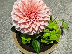 -马旺子·川小馆