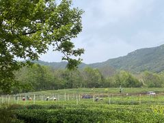 -中国茶叶博物馆(双峰馆区)