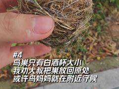 -长洲岛