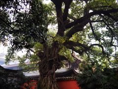 -三苏祠