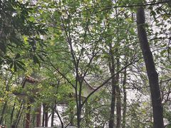 -铁山坪森林公园