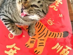 -海边的猫和咖啡馆