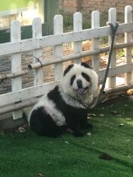 -上美四季动物农场