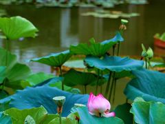 -国家植物园南园