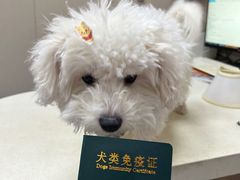 -瑞鹏宠物医院·爱宠堂·骨外专科(西荷分院)