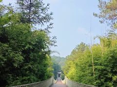 -铁山坪森林公园