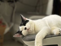 -瑞鹏宠物医院·骨科·猫科·内科(第一中心)