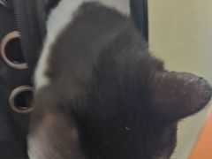 -创凡宠物医院·骨专科  猫科中心(西乡分院)