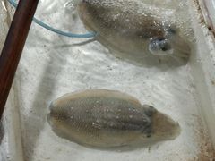 -霞涌市场海鲜摆卖区