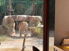 -上海野生动物园老虎餐厅