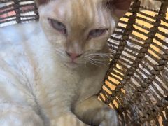 -藏猫猫咖啡主题馆(中央大道店)