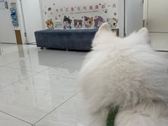 -美联众合动物医院·24h京西诊疗中心