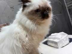 -猫亿天猫咖