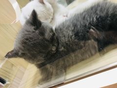 -屋虎猫馆(宝安大仟里店)