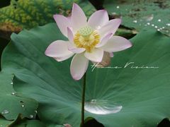 -荔湾湖公园