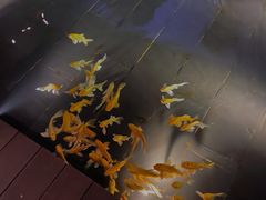 -觀芷隐轩