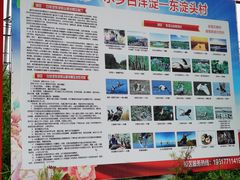 -白洋淀景区