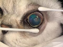 -芭比堂动物医院·犬猫全科·异宠专科(雁塔分院)