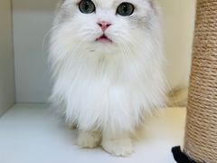 -十月米努特矮脚猫舍