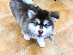 -Let's go狗咖·猫咖·奶狗·桌游(春熙路IFS店)
