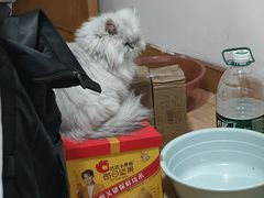 -美联众合爱康动物医院•复杂内科•肿瘤科•牙科•腔镜诊疗中心