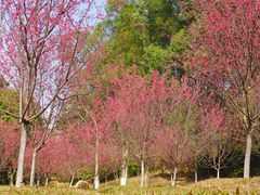 -东莞市大岭山森林公园